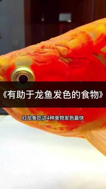紅龍魚怎么養會更紅呢