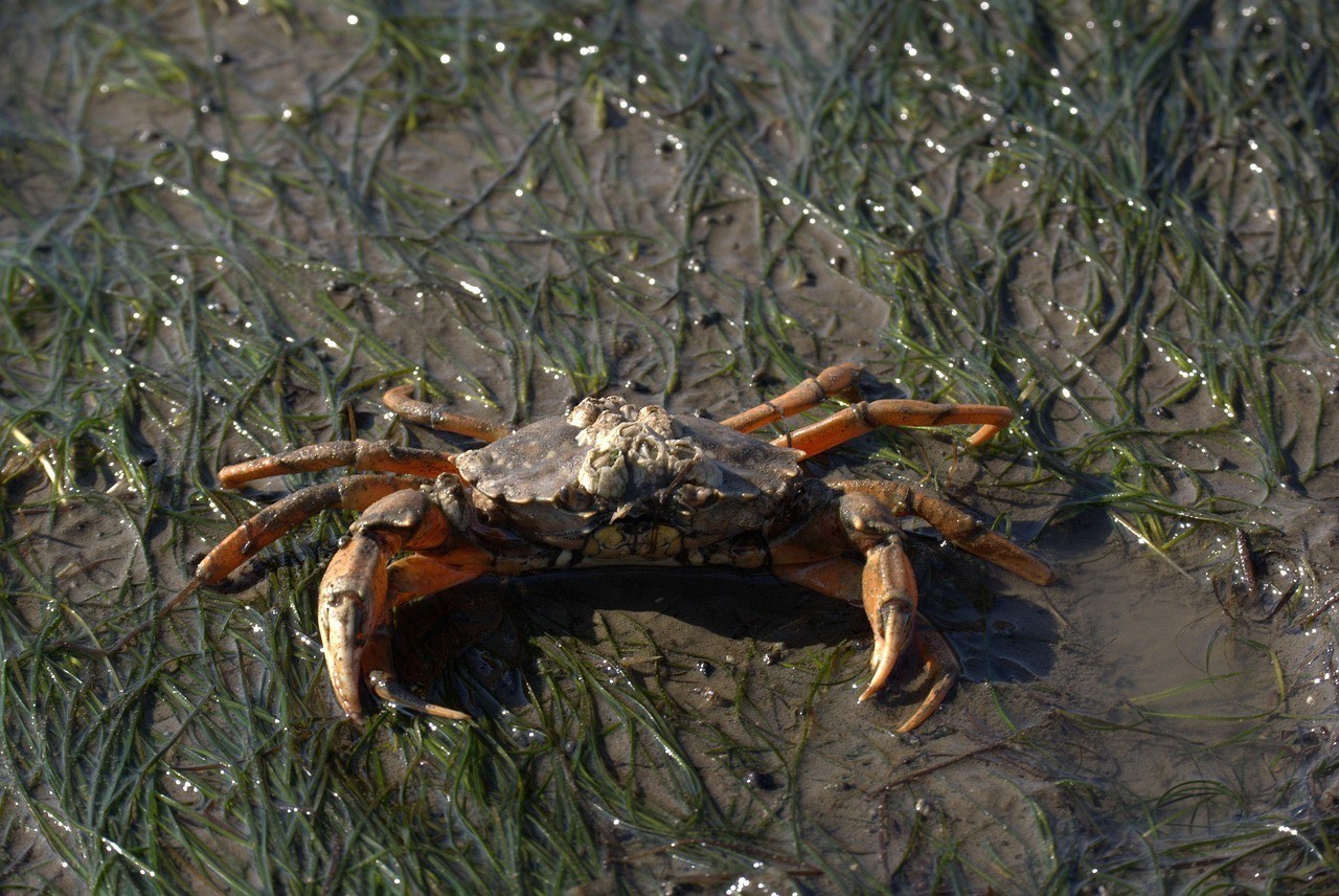 家里爬來一只甲魚寓意