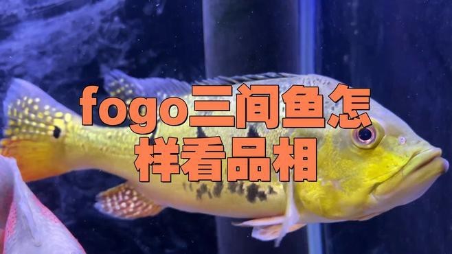 帝王三間魚和fogo魚區別 帝王三間魚和fogo魚區別 龍魚論壇 第1張