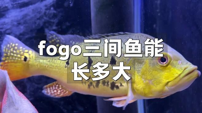帝王三間魚和fogo魚區別 帝王三間魚和fogo魚區別 龍魚論壇 第2張