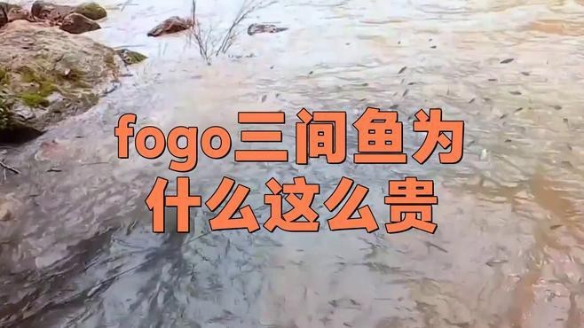 帝王三間魚和fogo魚區別 帝王三間魚和fogo魚區別 龍魚論壇 第4張