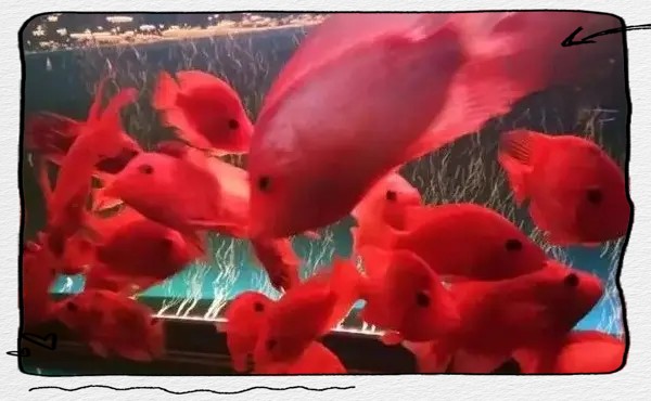 帝王魚和鸚鵡混養會打架嗎