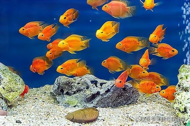 帝王魚和鸚鵡混養會打架嗎