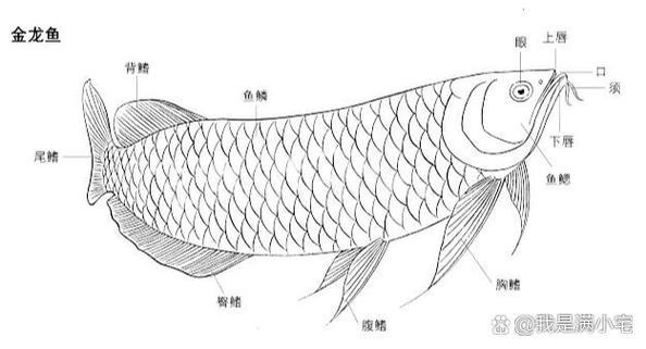 金龍魚真假對照圖高清