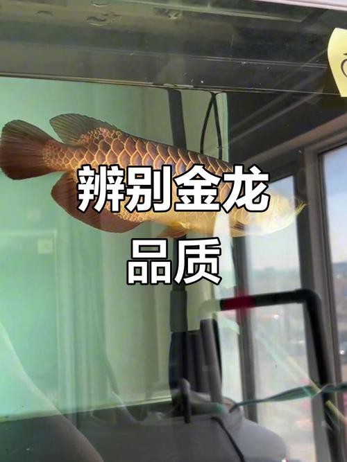 金龍魚真假對照圖高清