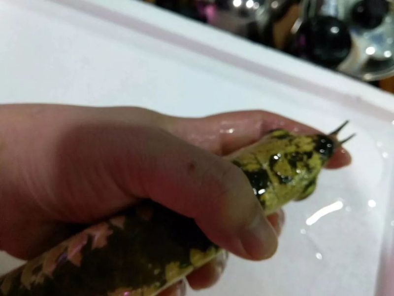 金頭過背金龍