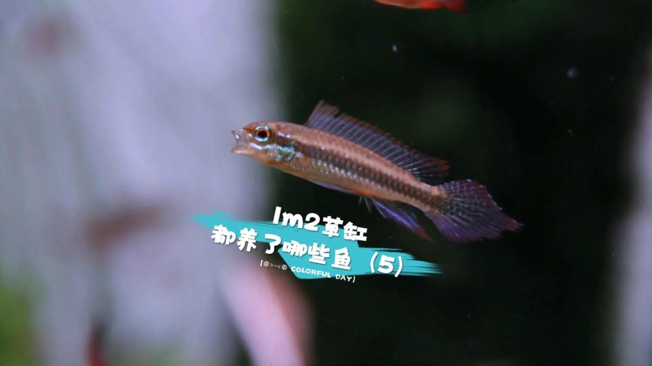1.2米魚缸養什么魚好打理呢