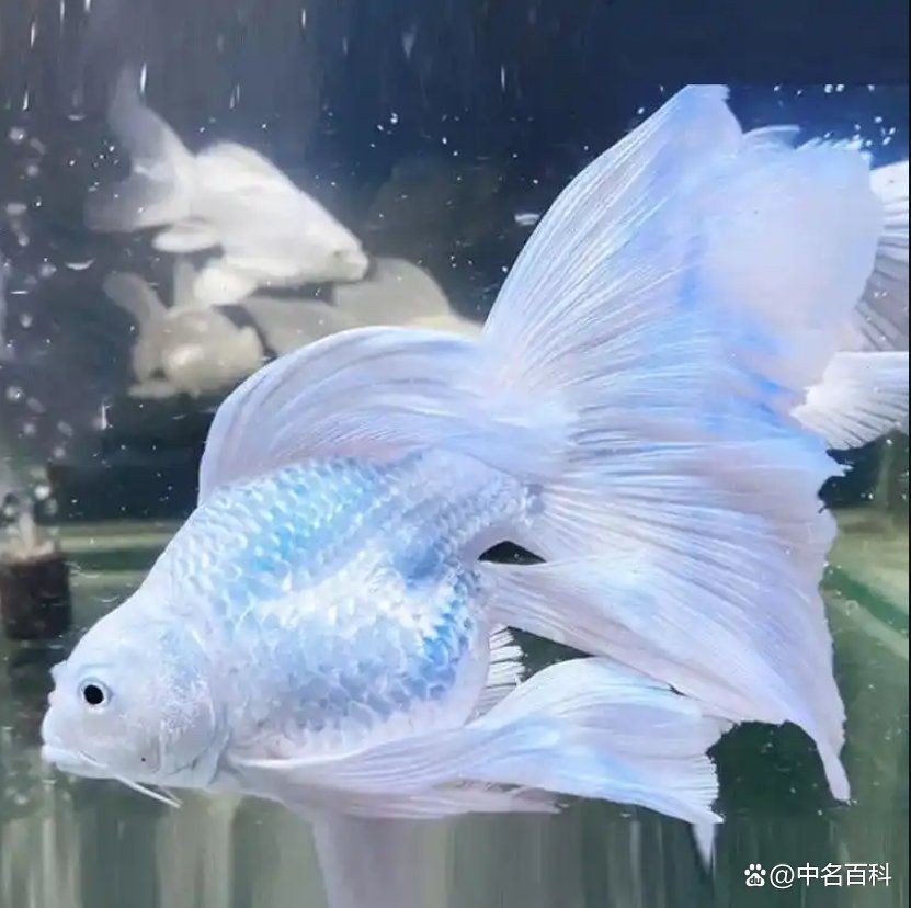 蝴蝶鯉一年能長幾厘米