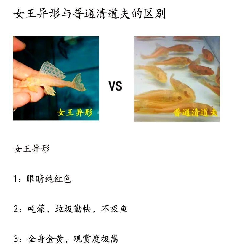 紅眼女王大帆魚好養嗎