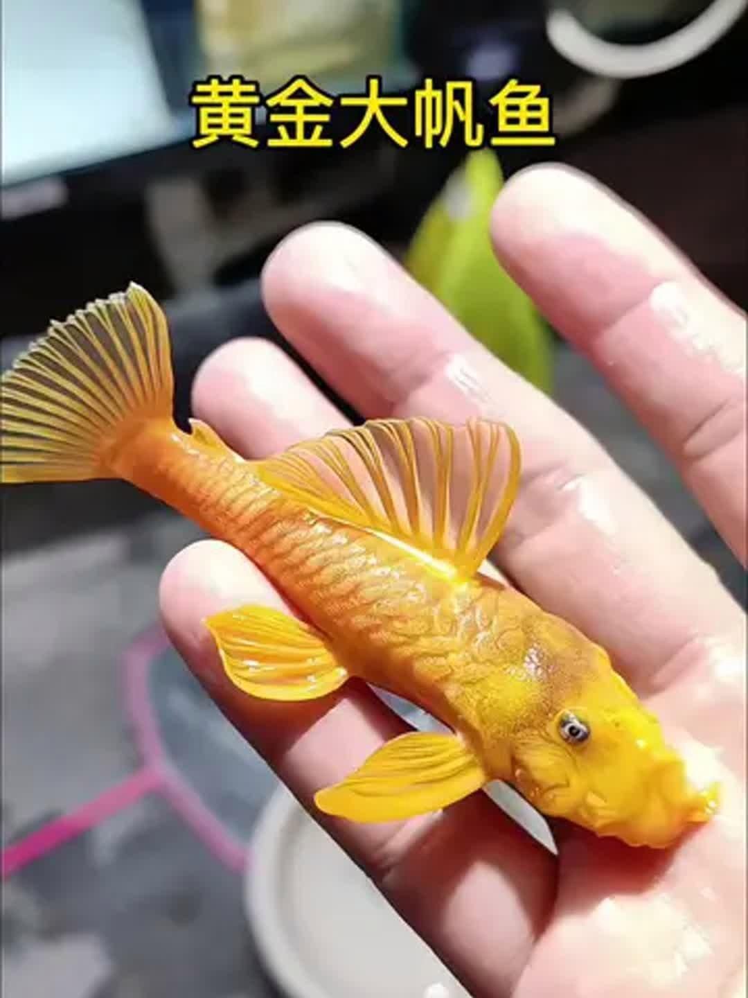紅眼女王大帆魚好養嗎