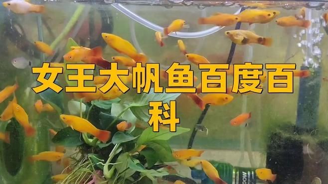 紅眼女王大帆魚好養嗎