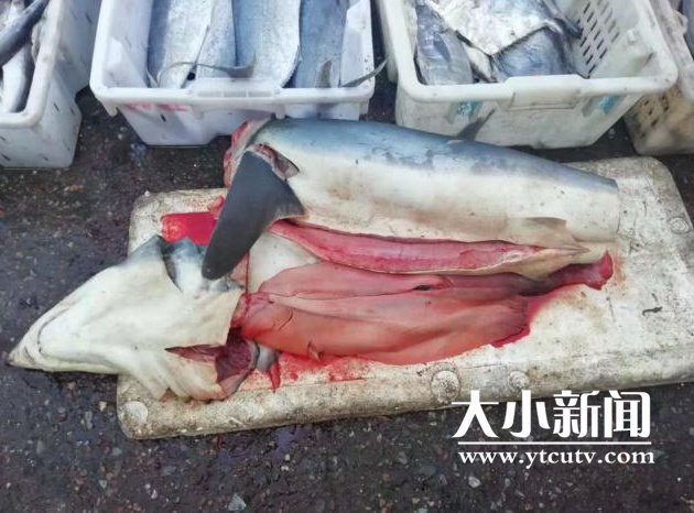 市場賣小鯊魚合法嗎
