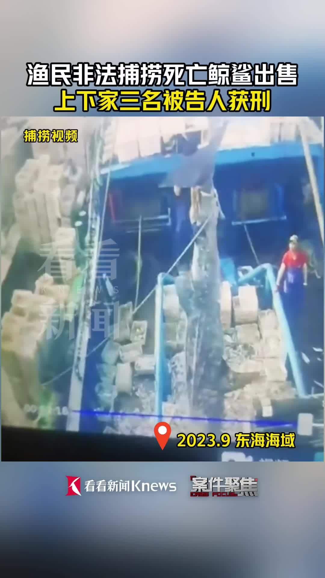 市場賣小鯊魚合法嗎
