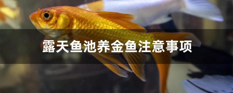 露天魚池養金魚注意事項