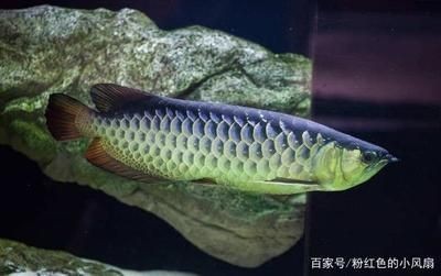 雅安市在水一方養(yǎng)殖專業(yè)<strong><mark>合作</mark></strong>社（雅安水廠）