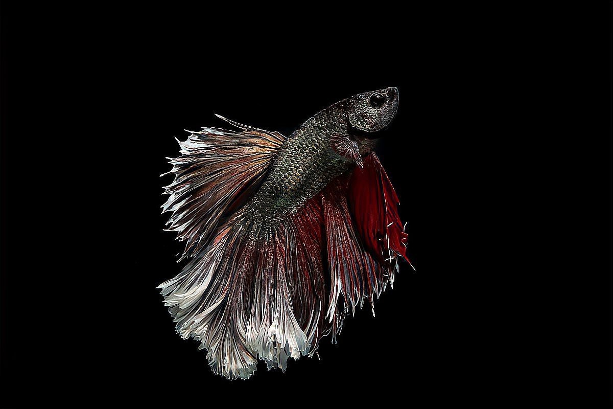 斗魚最吉利的三個顏色