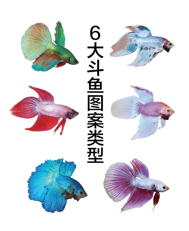 斗魚最吉利的三個顏色