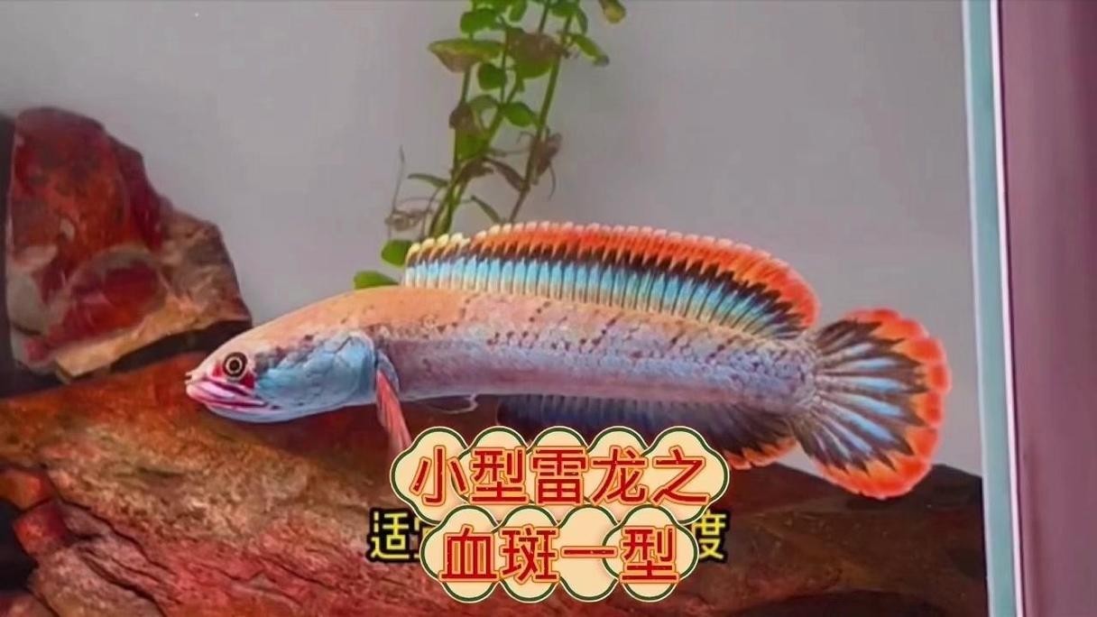 雷龍魚品種大全和圖片