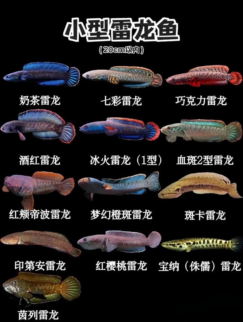 雷龍魚品種大全和圖片