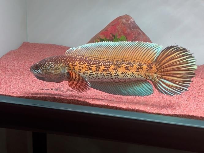 雷龍魚品種大全和圖片