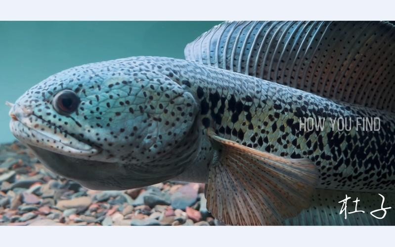 雷龍魚品種大全和圖片