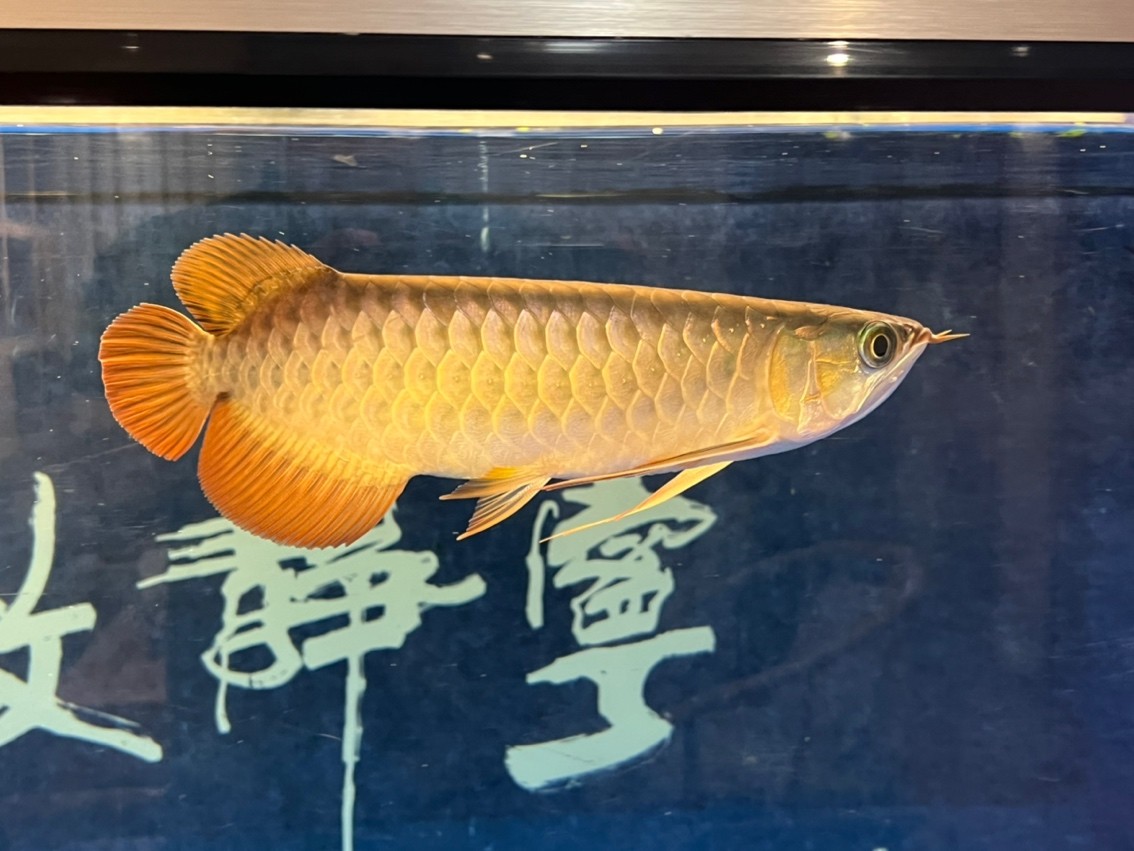 入缸半年記錄一下