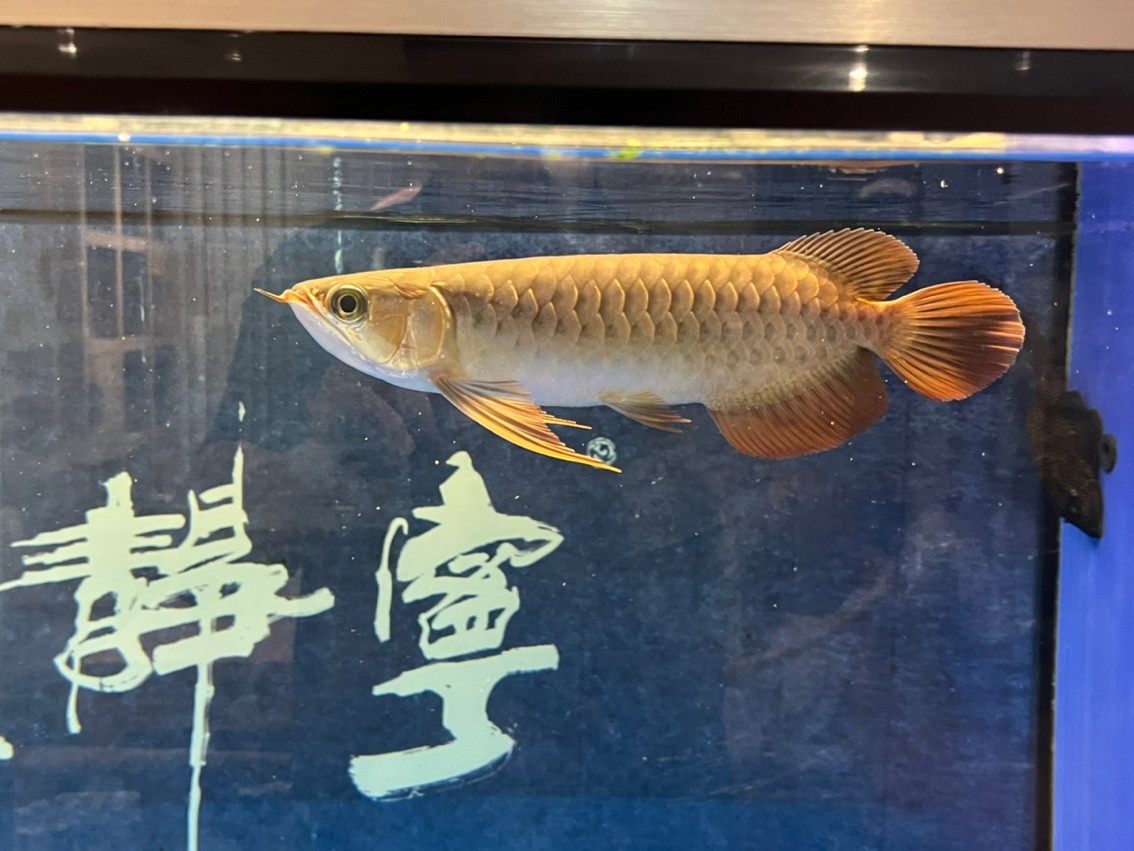入缸半年記錄一下