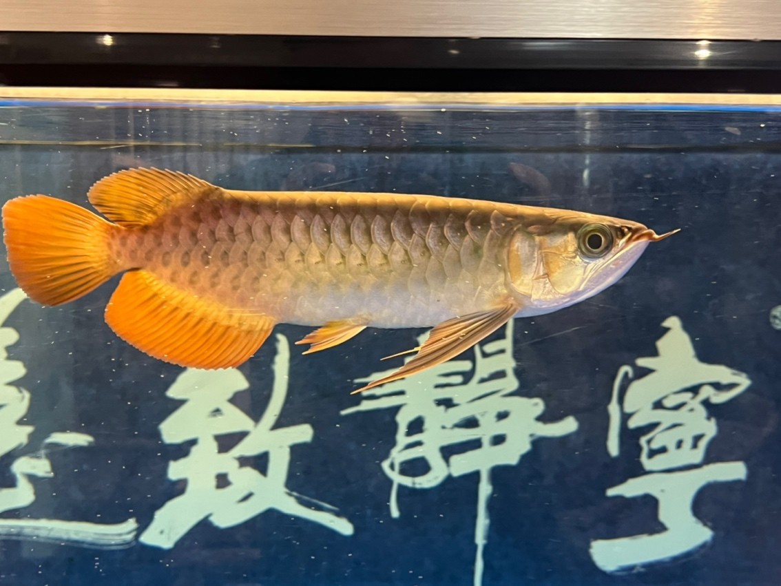 入缸半年記錄一下