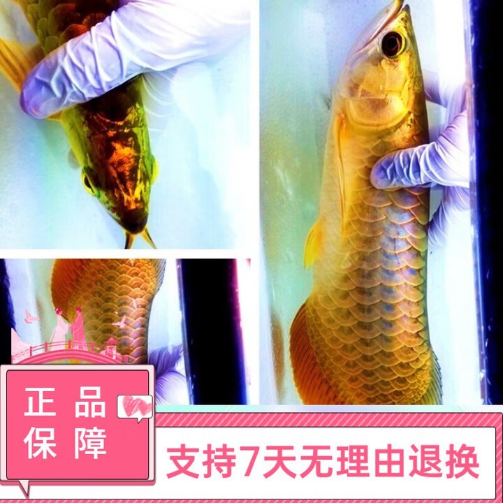 哪里可以買(mǎi)到正宗的古典過(guò)背金龍？