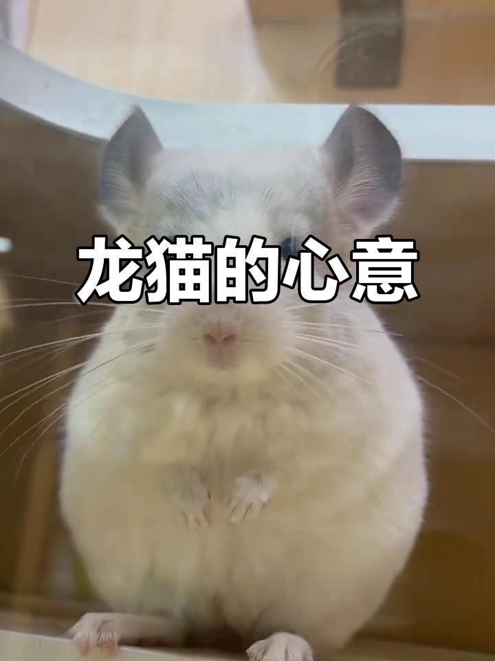 龍貓能理解人類的情緒嗎？