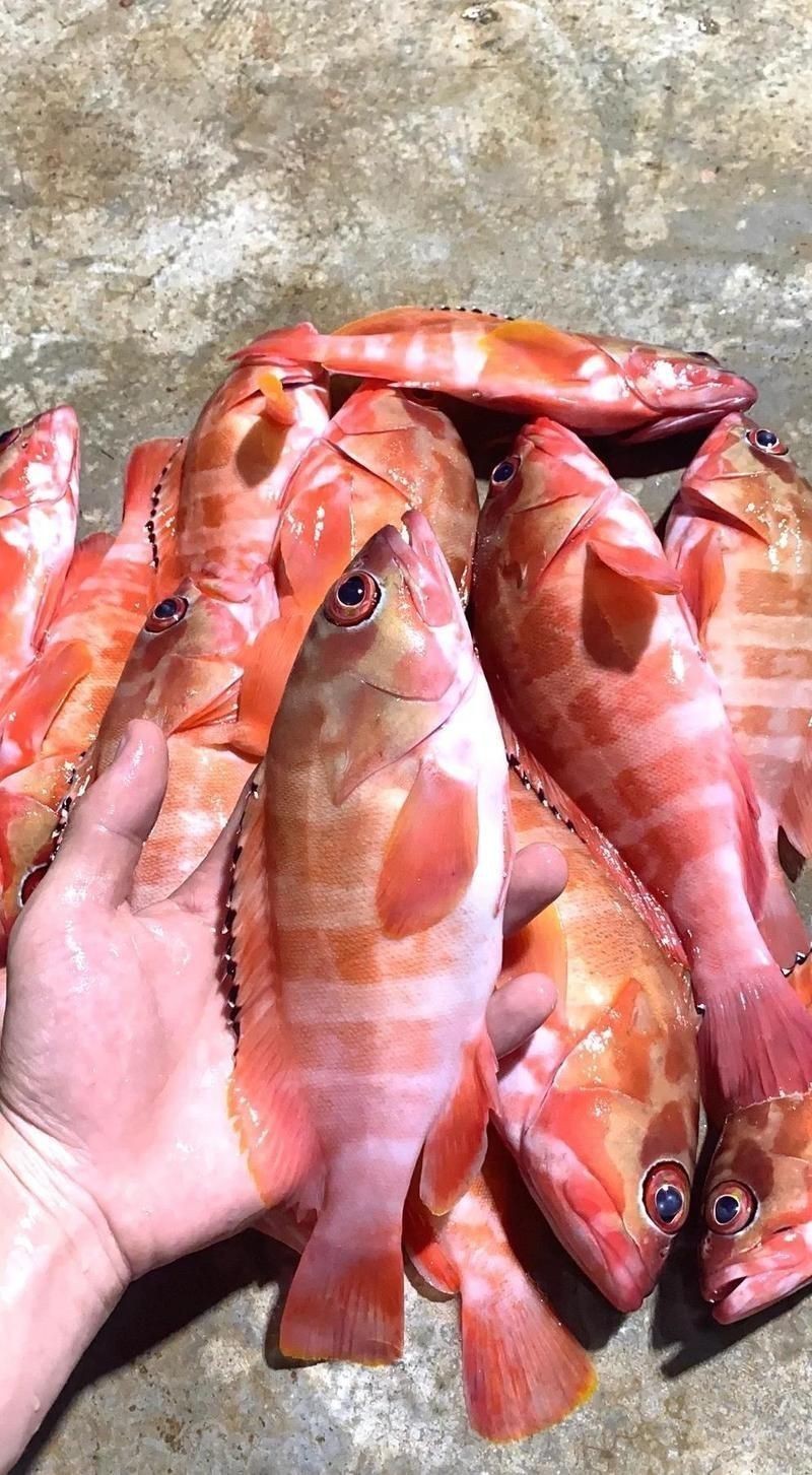 紅玫瑰石斑魚