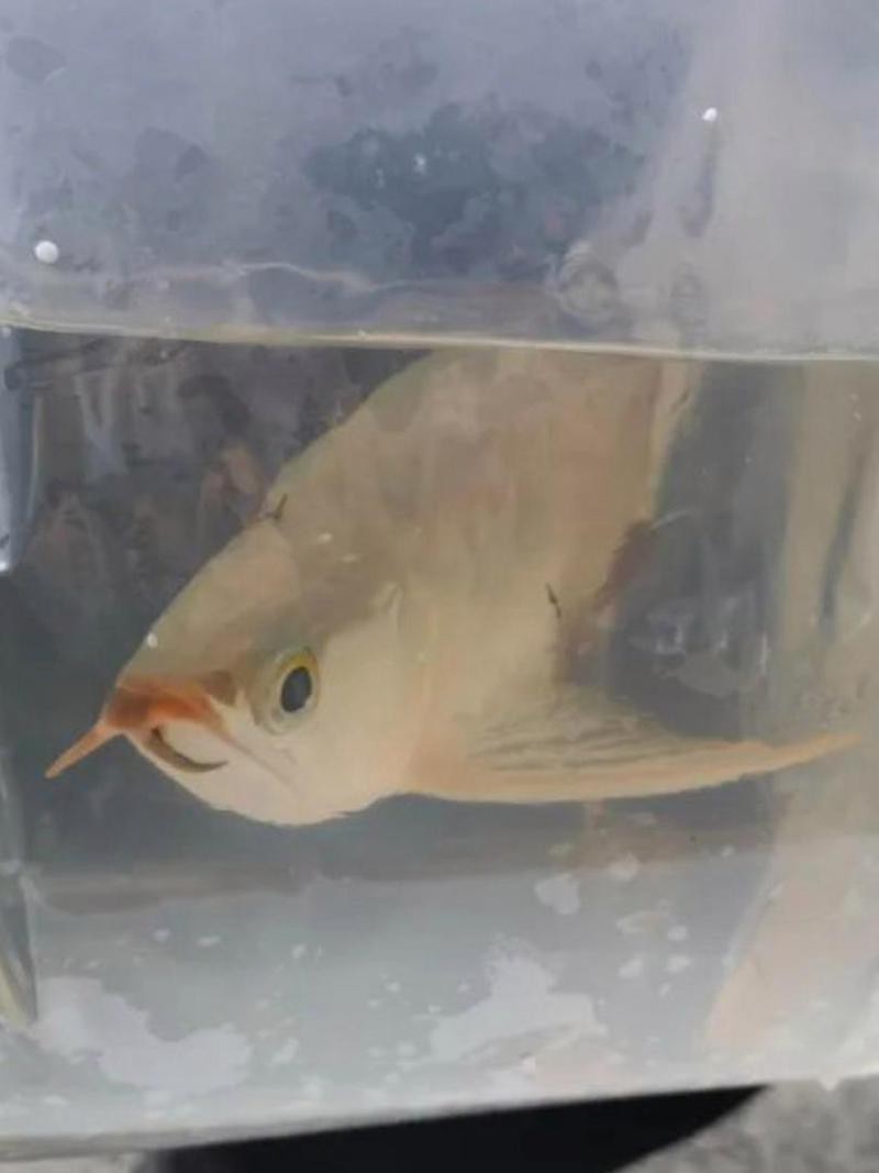 金龍魚是國家幾級保護動物