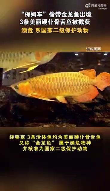 金龍魚是國家幾級保護動物