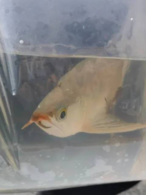 金龍魚是國家幾級保護動物