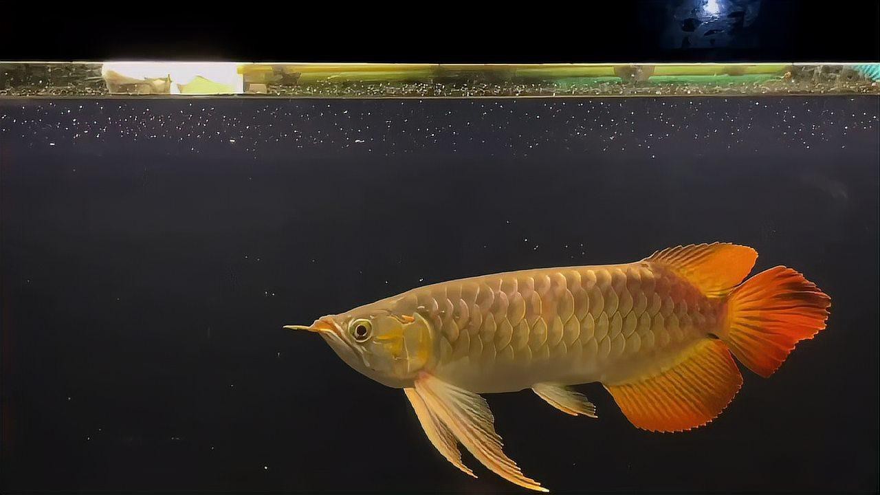 有沒有更多高清紅龍魚視頻？