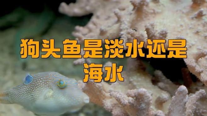 海水狗頭魚怎么養