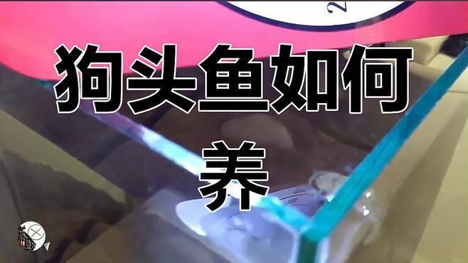 海水狗頭魚怎么養