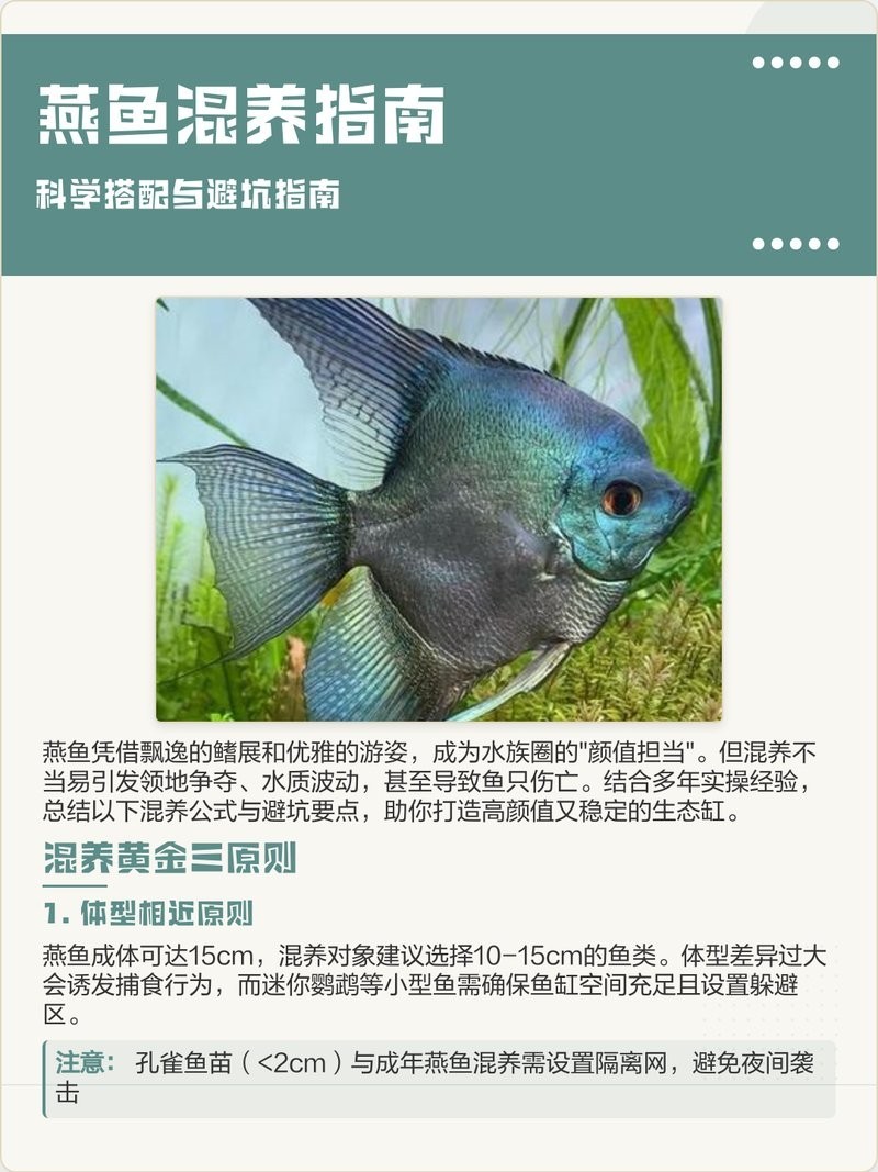 龍魚配燕魚好還是虎魚