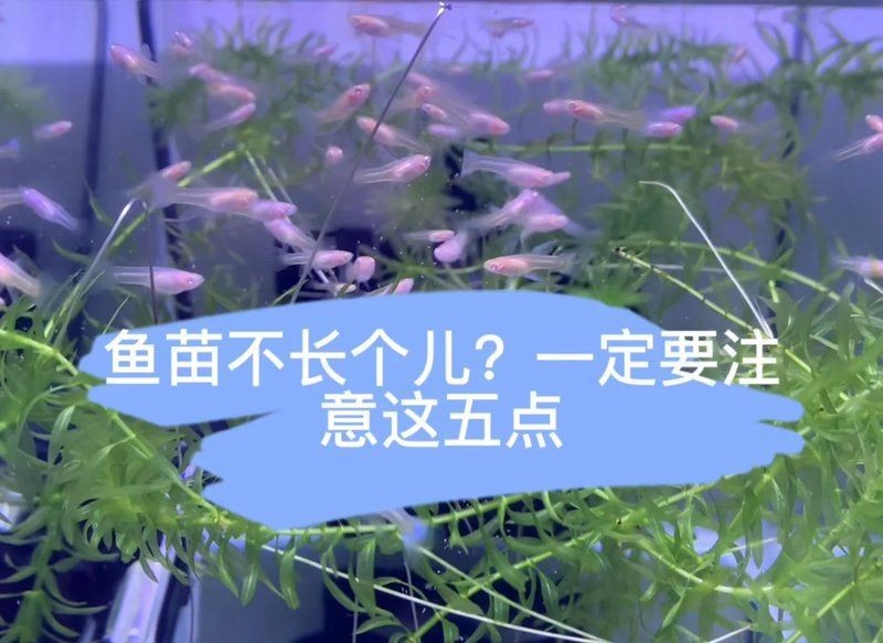 過背高背龍魚苗最怕三個東西