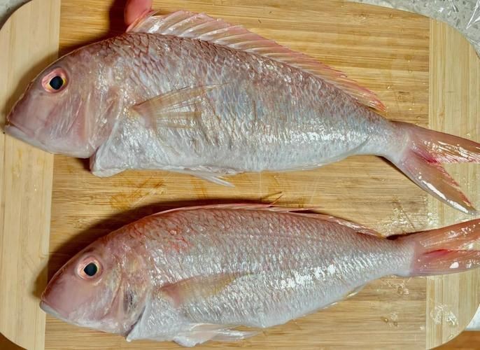 紅鯛魚圖片 紅鯛魚圖片 龍魚論壇 第7張