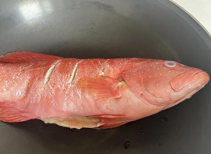 紅鯛魚圖片 紅鯛魚圖片 龍魚論壇 第6張