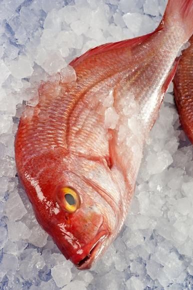 紅鯛魚圖片 紅鯛魚圖片 龍魚論壇 第5張