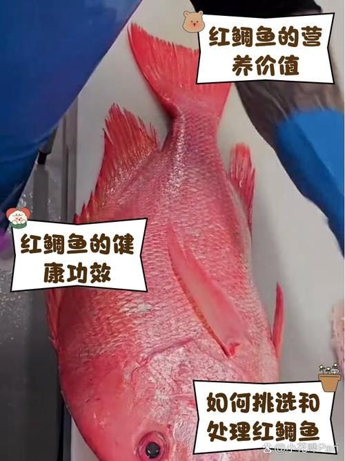 紅鯛魚圖片 紅鯛魚圖片 龍魚論壇 第2張