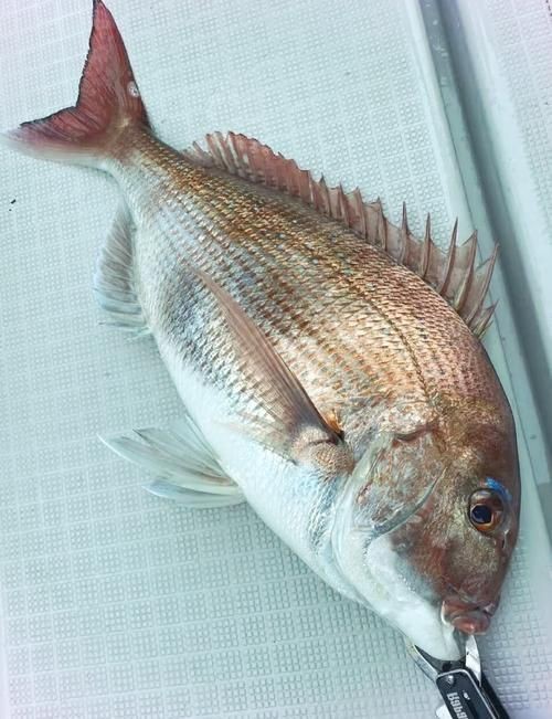 紅鯛魚圖片 紅鯛魚圖片 龍魚論壇 第1張