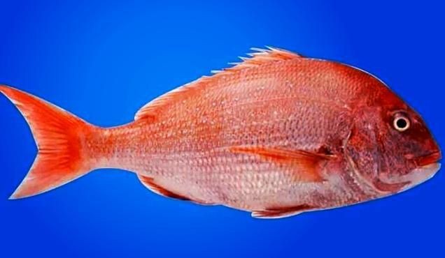 紅鯛魚圖片 紅鯛魚圖片 龍魚論壇 第12張