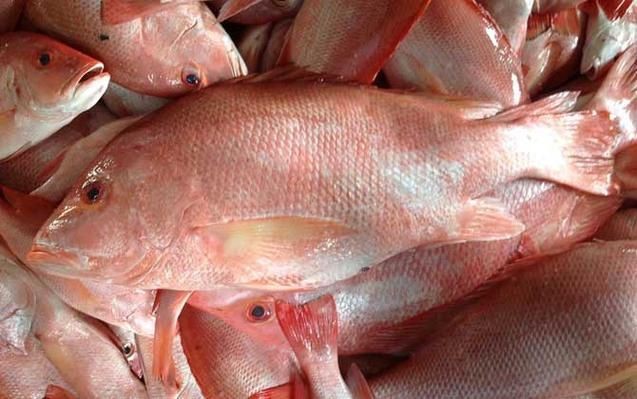 紅鯛魚圖片 紅鯛魚圖片 龍魚論壇 第10張