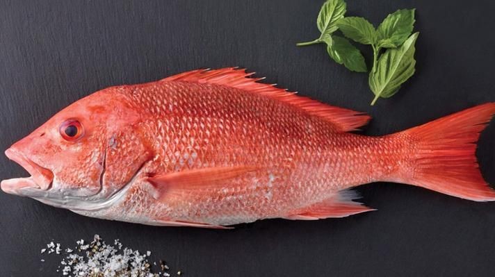 紅鯛魚圖片 紅鯛魚圖片 龍魚論壇 第8張