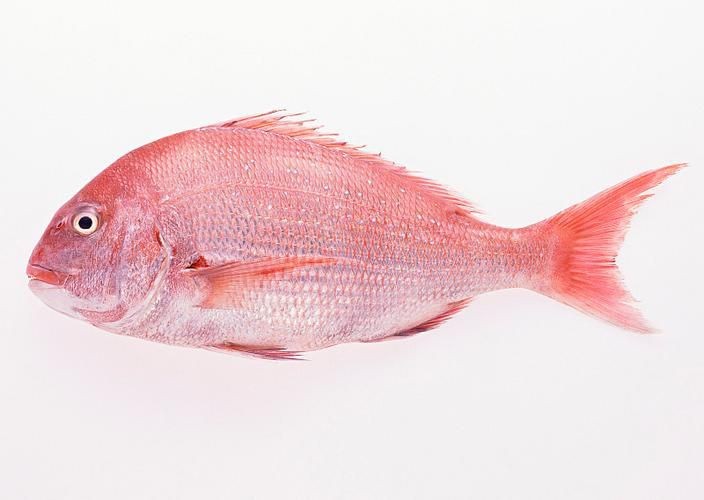 紅鯛魚圖片 紅鯛魚圖片 龍魚論壇 第11張