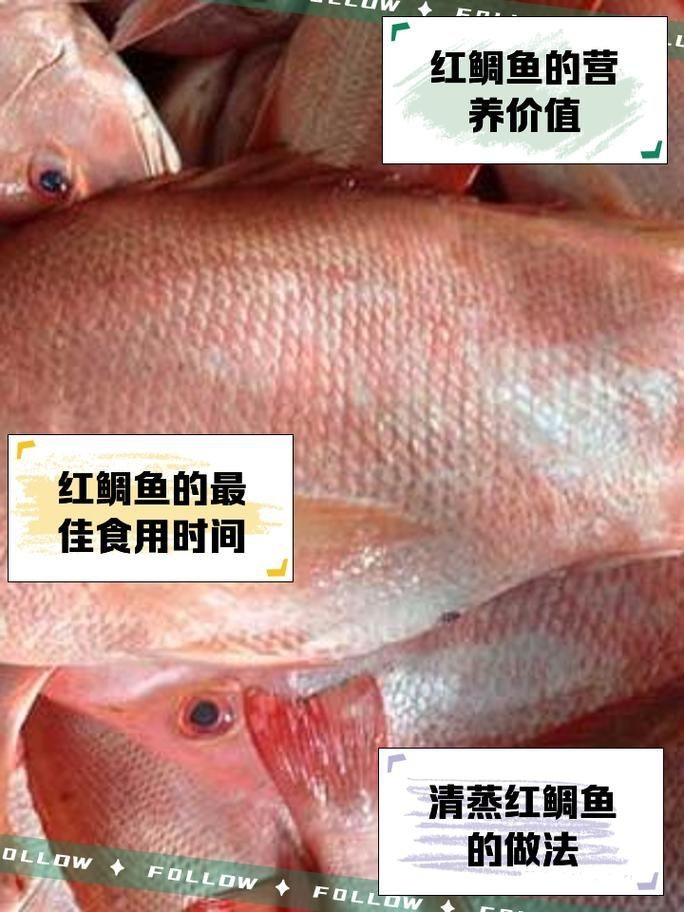 紅鯛魚圖片 紅鯛魚圖片 龍魚論壇 第9張