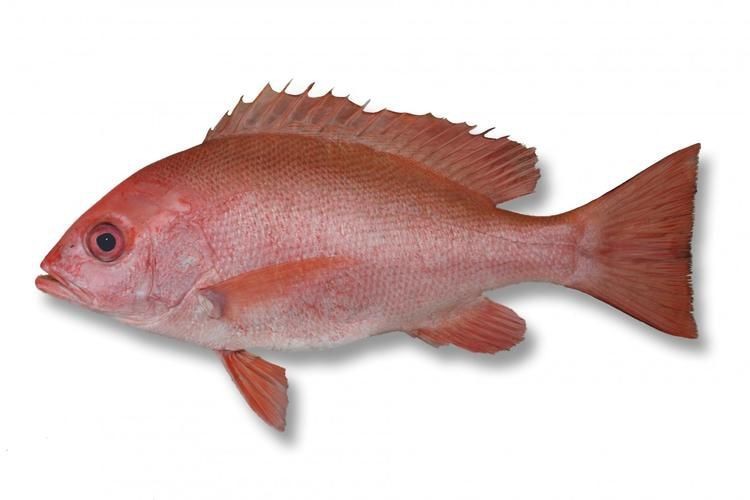 紅鯛魚圖片 紅鯛魚圖片 龍魚論壇 第17張